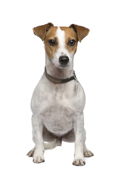 Jack russell (2 years) — Stock Photo, Image