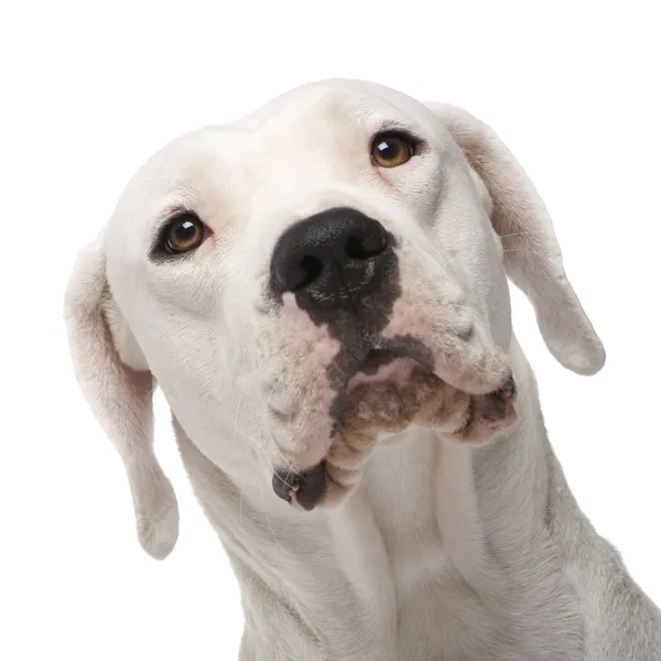 Dogo argentino (18 mesi ) — Foto Stock