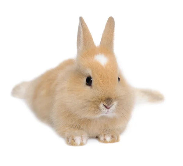 Молодий кролик — стокове фото