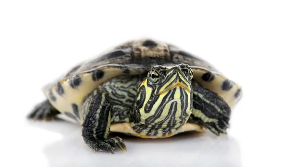 Schildkröte blickt in die Kamera - acanthochelys — Stockfoto