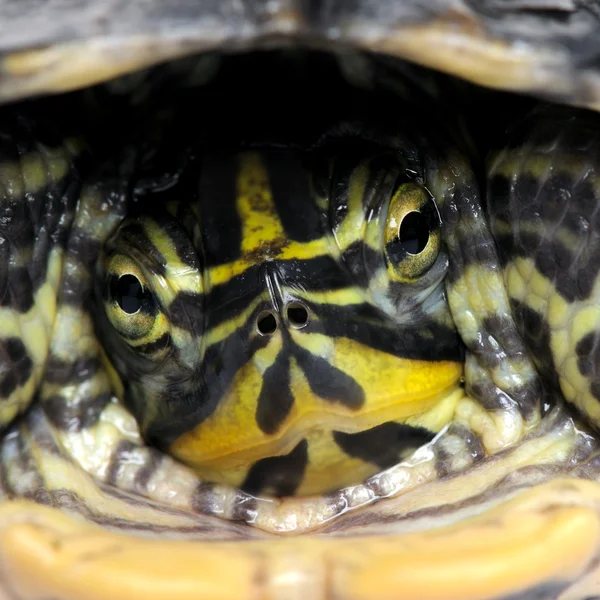 Черепаха перед камерою - болотна Пласка черепаха — стокове фото