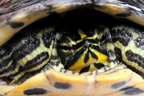Schildpad geconfronteerd met de camera - acanthochelys — Stockfoto
