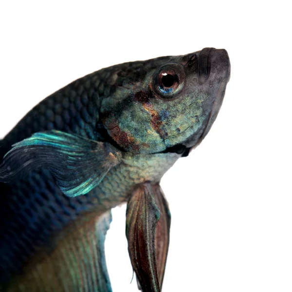 Peixe de combate siamês azul - Betta Splendens — Fotografia de Stock
