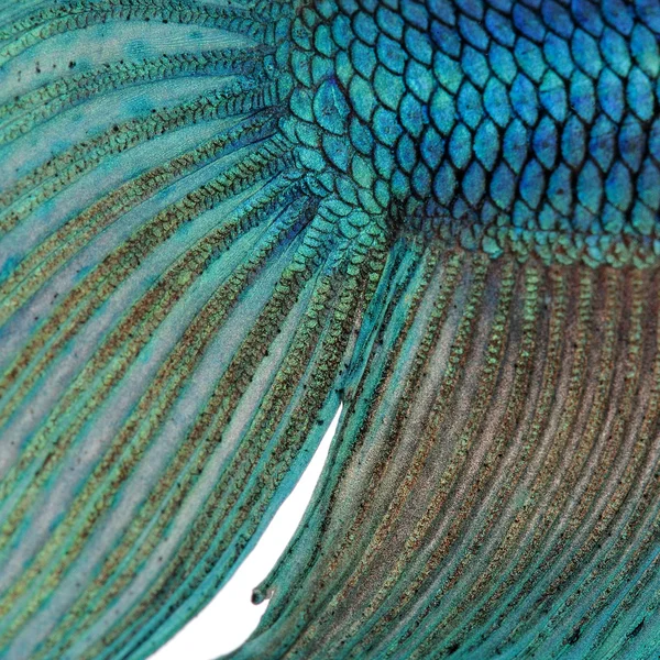 El primer plano sobre una piel de pez - azul siamés peces de lucha - Betta Splendens delante de un fondo blanco —  Fotos de Stock