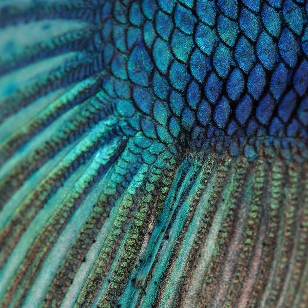 Close-up em uma pele de peixe - peixe de combate siamês azul - Betta Splendens na frente de um fundo branco — Fotografia de Stock