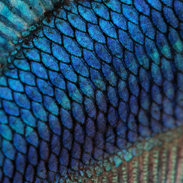 Close-up em uma pele de peixe - peixe de luta siamês azul — Fotografia de Stock