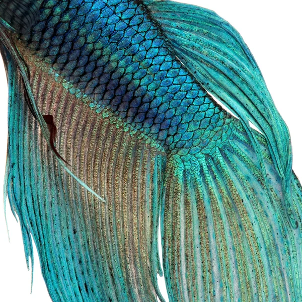 Gros plan sur une peau de poisson - poisson de combat siamois bleu — Photo