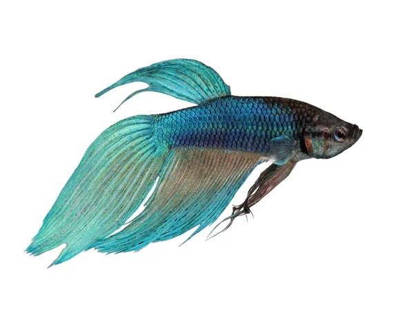 블루 샴 싸우는 물고기-Betta Splendens — 스톡 사진