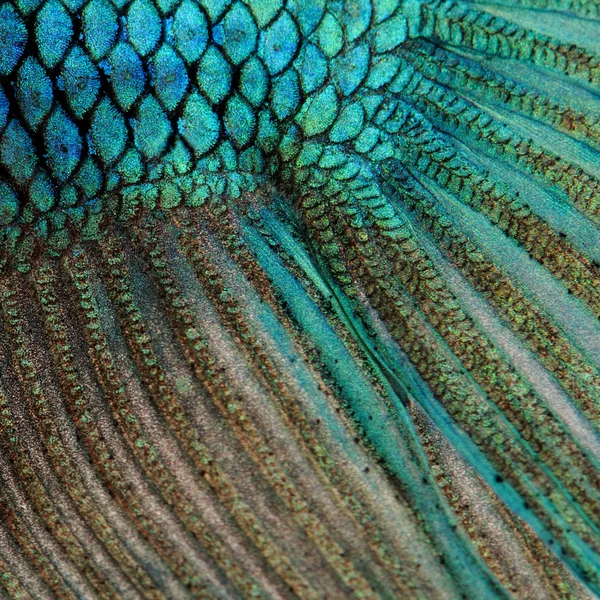 魚の皮 - 青いシャムトウギョにクローズ アップ — ストック写真