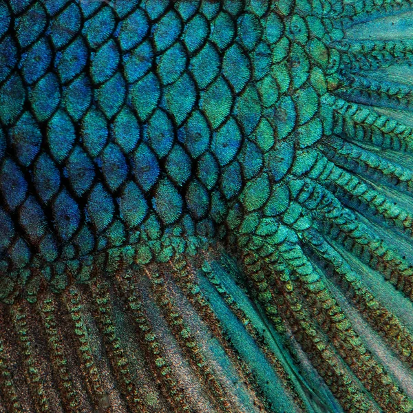 Primo piano su una pelle di pesce - pesce di combattimento siamese azzurro — Foto Stock