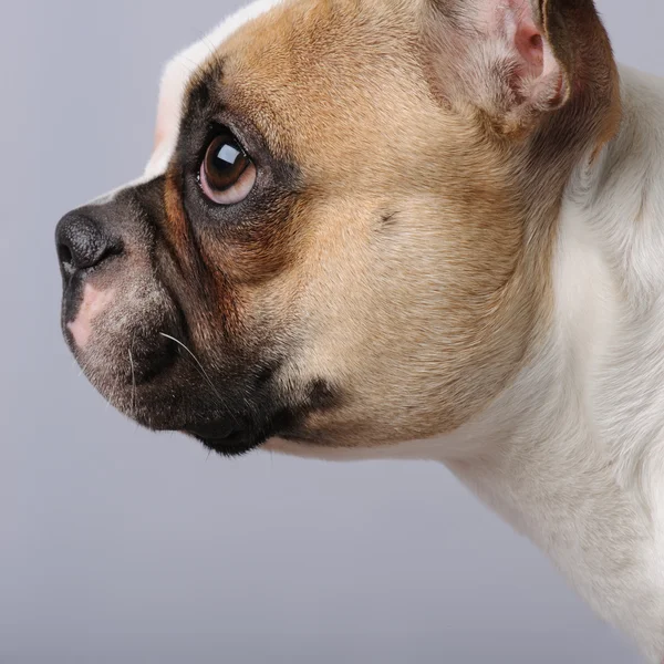 Francuski Bulldog (1 rok) — Zdjęcie stockowe