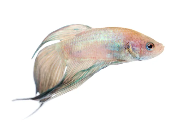 Siamesiska striderna fisk - betta splendens — Stockfoto