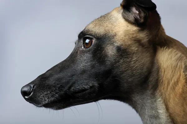 Whippet (1 anno ) — Foto Stock