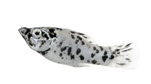 Dalmatian Molly - Poecilia latipinna — Stock Photo, Image