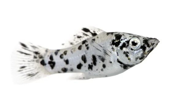 Dalmatin molly - poecilia latipinna — Stock fotografie