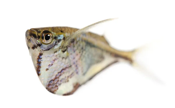 Common hatchetfish - Gasteropelecus sternicla — Stock Photo, Image