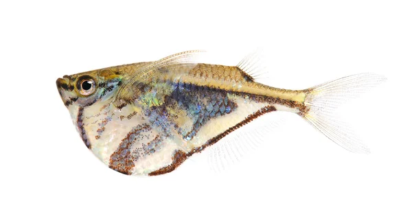 Звичайна гачком - Gasteropelecus sternicla — стокове фото