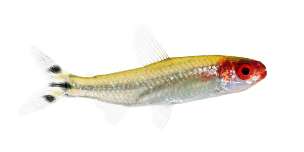 Hemigrammus bleheri fish — Stock Photo, Image