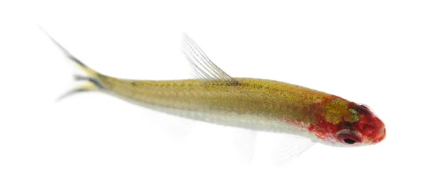 Hemigrammus bleheri 물고기 — 스톡 사진