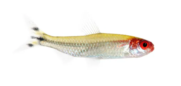 Hemigrammus bleheri fisk — Stockfoto