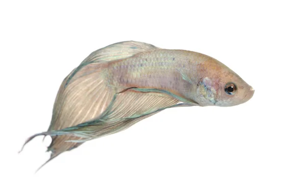 Siamesiska striderna fisk - betta splendens — Stockfoto