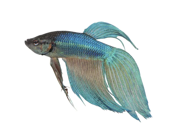 Голубая сиамская боевая рыба - Betta Splendens — стоковое фото