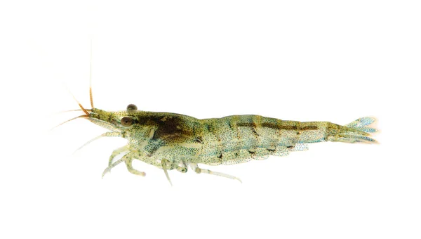 Cherry shrimp - Neocaridina heteropoda — Stock Photo, Image