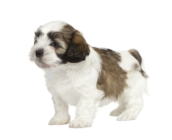 Mixed-Breed puppy — Stock Photo, Image