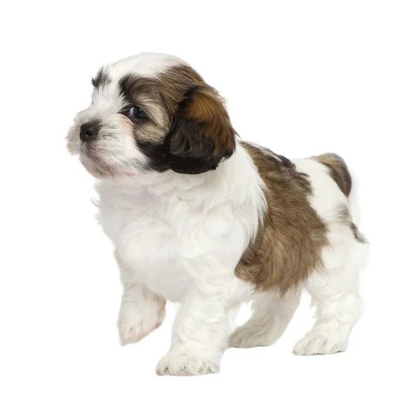 Karışık-breed köpek yavrusu — Stok fotoğraf