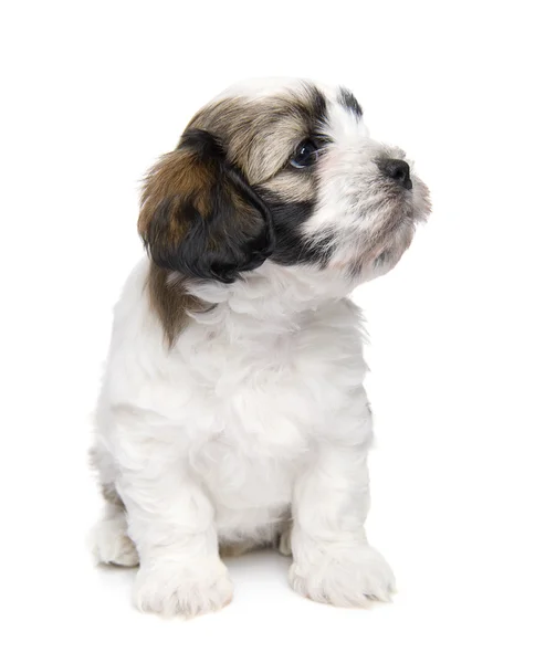 Gemengd-ras pup — Stockfoto