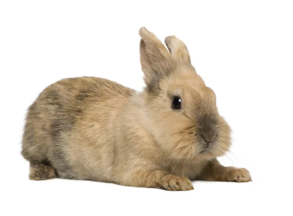 Coniglio (3 anni ) — Foto Stock
