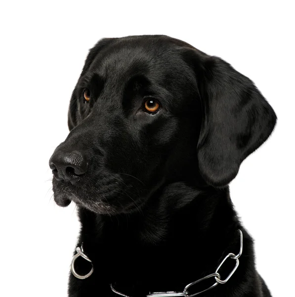 Close-up van een zwarte labrador — Stockfoto