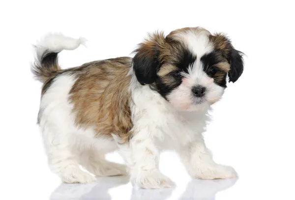 Puppy mixed-Breed Dog between Shih Tzu and maltese dog (7 weeks) — Stock Photo, Image