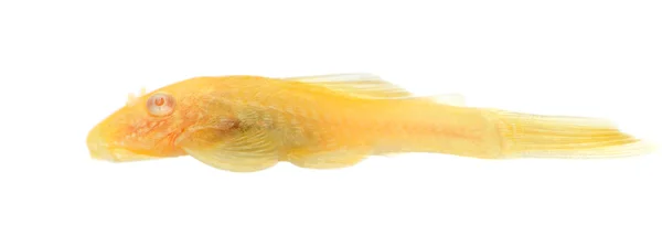 Krzaczaste nos - ancistrus goldspot albino — Zdjęcie stockowe