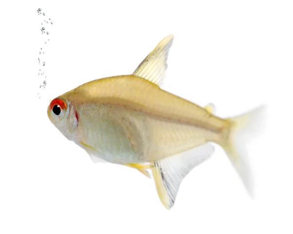 Hyphessobrycon bentosi fish — Stock Photo, Image