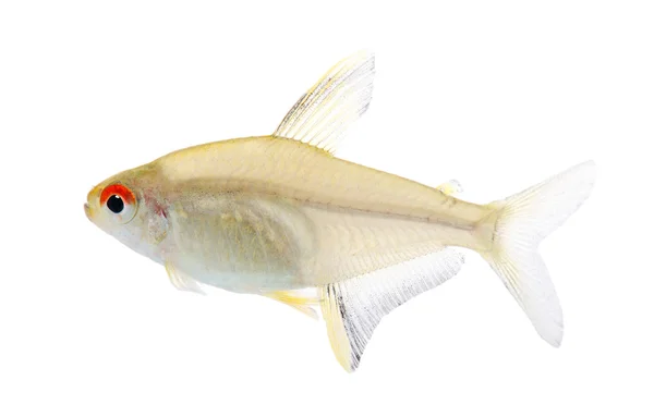 Hyphessobrycon bentosi fish — Stock Photo, Image