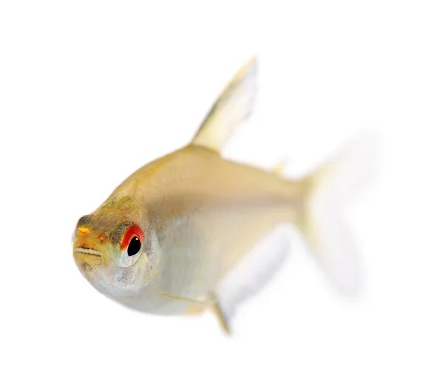 Hyphessobrycon bentosi pescado — Foto de Stock