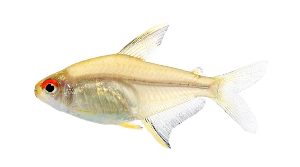 Peixe Hyphessobrycon bentosi — Fotografia de Stock