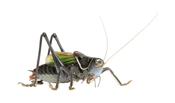 Grasshopper - gampsocleis lövgroda — Stockfoto