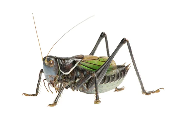 Grasshopper - Gampsocleis gratiosa — Stock Photo, Image
