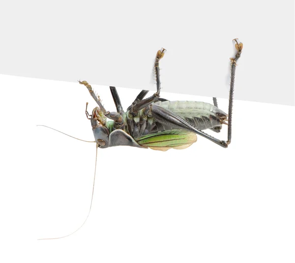 蝗虫-短翅鸣螽 — 图库照片