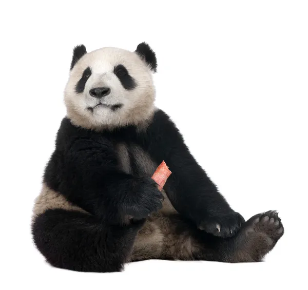 Panda gigante (18 meses) - Ailuropoda melanoleuca — Foto de Stock