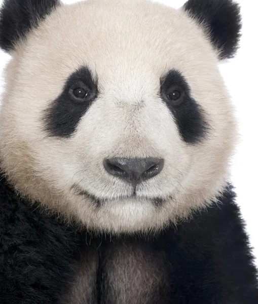 Panda gigante (18 meses) - Ailuropoda melanoleuca —  Fotos de Stock