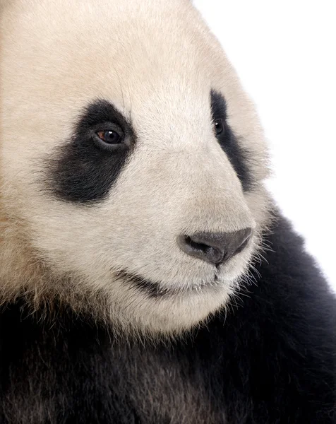 Panda Gigante (18 meses) - Ailuropoda melanoleuca — Fotografia de Stock