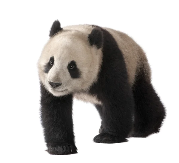 Panda gigante (18 meses) - Ailuropoda melanoleuca —  Fotos de Stock