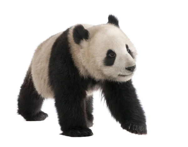 Dev Panda (18 ay) - Ailuropoda melanoleuca — Stok fotoğraf