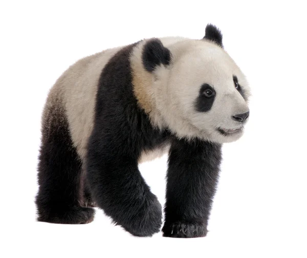 Óriás Panda (18 hónap) - Ailuropoda melanoleuca — Stock Fotó