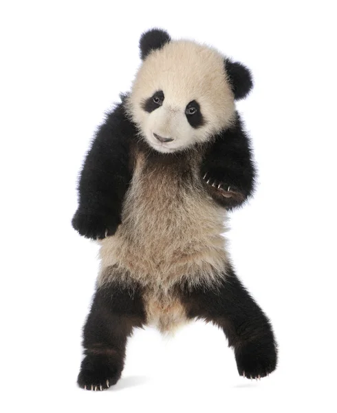 Panda géant (6 mois) - Ailuropoda melanoleuca — Photo