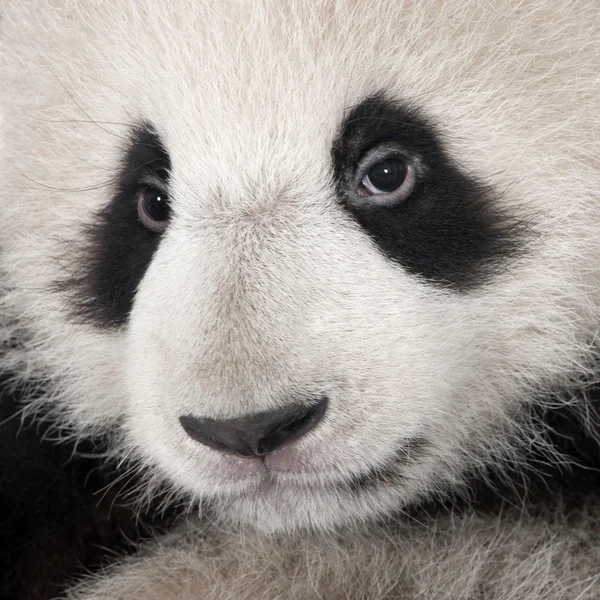 Óriás Panda (6 hónap) - Ailuropoda melanoleuca — Stock Fotó