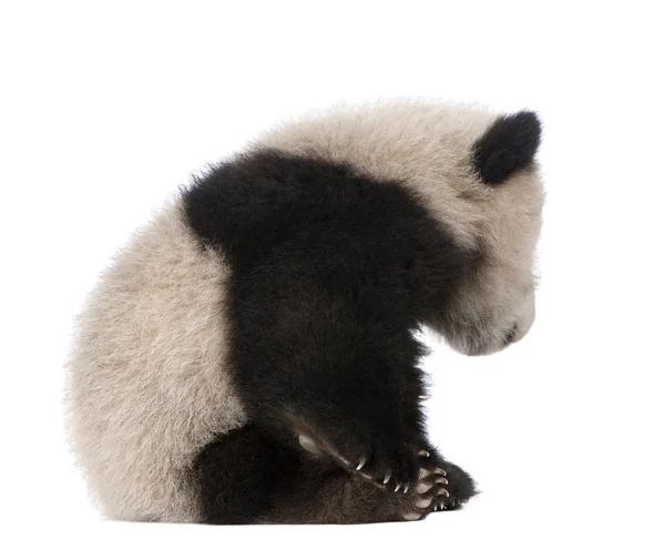 Гигантская панда (6 месяцев) - Ailuropoda melanoleuca — стоковое фото
